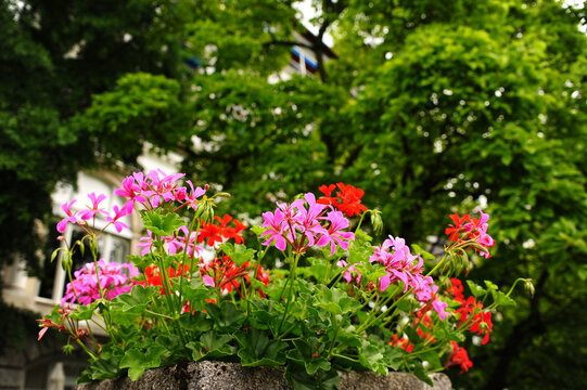 pink and white flowers