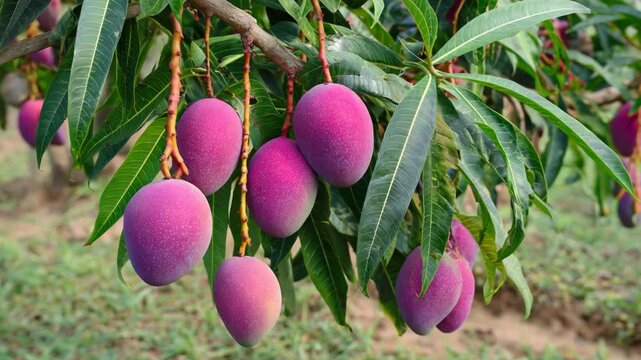 purple ripe mango hanging on it tree