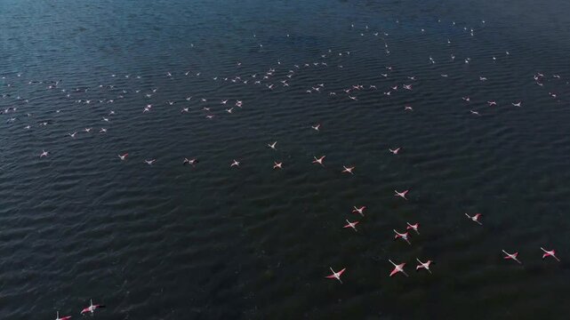 A flock of flamingos flies over the lake in kenya