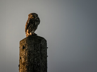 Litle Owl Perched on a Pole
