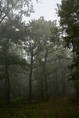 Obraz premium Morning in the forest