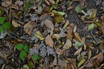 Autumn leaves on the ground