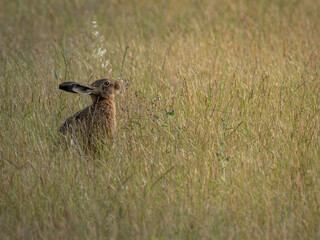 Brown Hare feeding in the evening sun