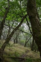 Fog in the forest