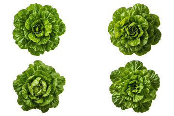 Top View of Fresh Green Lettuce Leaves – Isolated on Black Background