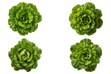Top View of Fresh Green Lettuce Leaves – Isolated on Black Background
