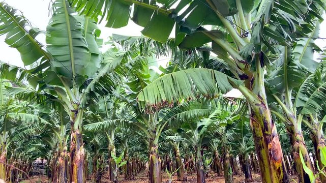 Banana plantation on Tenerife,Canary Islands, Spain.Rows of green banana trees as a background. A typical agricultural landscape representing local fruit farming in tropical climate,4K