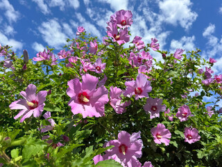 Hibiscus flowering shrub beautiful pink blooms.