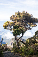Mossy forest of Kinabalu, Sabah, Borneo, Malaysia