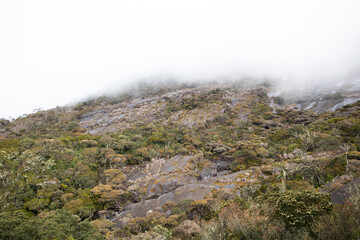 Mossy forest of Kinabalu, Sabah, Borneo, Malaysia