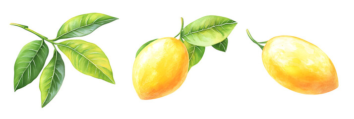 Obraz premium Fresh Marian Plums Still Life Painting on Black Backdrop: A Tropical Fruit Delight