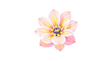 A single pink and yellow flower with a blue center isolated on a white background in full bloom view