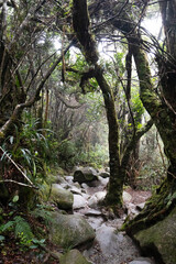 Mossy forest of Kinabalu, Sabah, Borneo, Malaysia