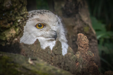 Curious Snowy Owl Peeking Out From a Tree Hole