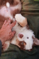 Brown and white dog lays on a bed with its paws on a person's hand