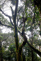 Mossy forest of Kinabalu, Sabah, Borneo, Malaysia