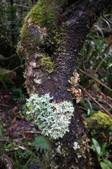 Mossy forest of Kinabalu, Sabah, Borneo, Malaysia