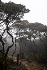 Mossy forest of Kinabalu, Sabah, Borneo, Malaysia