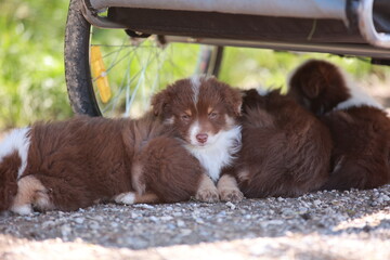 Group of puppies are laying on the ground next to a bicycle