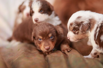 Group of puppies are laying on a brown surface