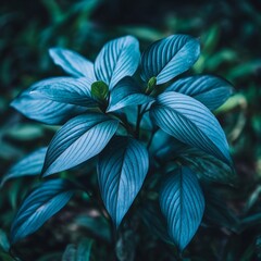 Teal-Leaved Plant with Parallel Venation
