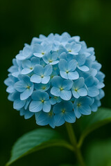 Close-Up of Blue Hydrangea Flower Cluster with Soft Green Background