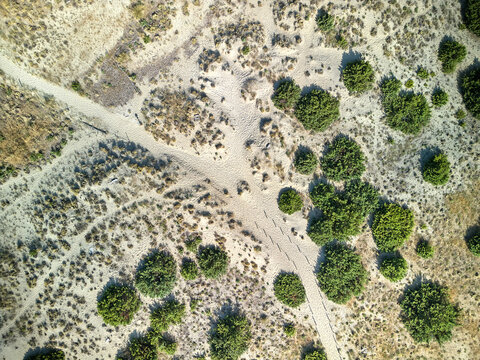Aerial view of winding sandy paths cutting through sun-kissed dunes speckled with vibrant green vegetation, creating an intricate tapestry of nature's artistry, Vecchiano, Tuscany, Italy.