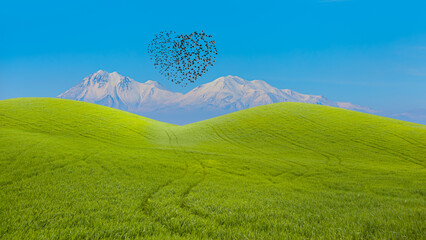 Silhouette of birds (Heart of shape) flying above the green grass field snowy mountains in the background
