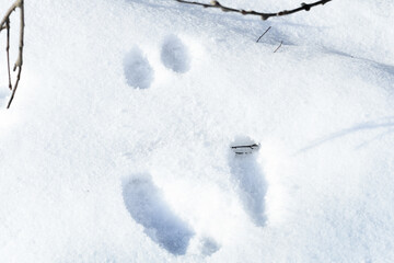 Fresh Snowshoe Hare Tracks in the Snow snowshoe sign winter day