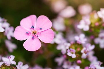 Beautiful pink flower in full bloom, showcasing nature's elegance.