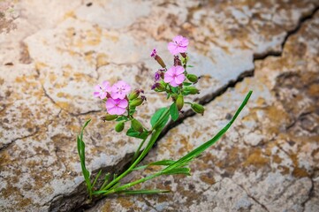 A vibrant display of pink flowers growing out of a cracked stone surface