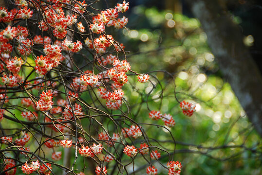 red berries on a branch
