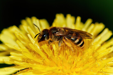 bee on yellow flower