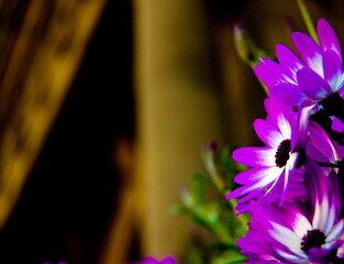 Close-up of purple flowers