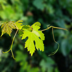 Close-up view of vine leaves.