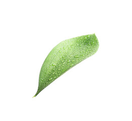 One Ruscus leaf with water drops isolated on white