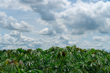 Large cassava fields, clear weather