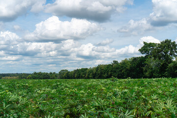 Large cassava fields, clear weather