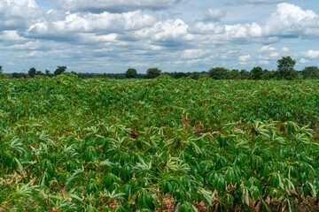 Large cassava fields, clear weather