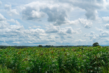 Large cassava fields, clear weather