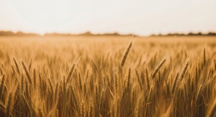 Naklejka premium Golden wheat field at sunset in the countryside landscape