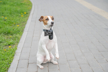 Playful Dog Holding Waste Bag on a Path. 
