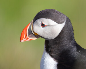 Close-Up of a Puffin in Iceland