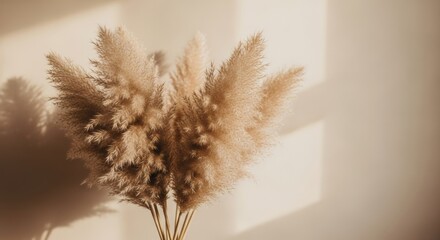 Beige pampas grass with shadow on neutral background