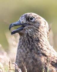 Close-up of a Skua Bird in Nature