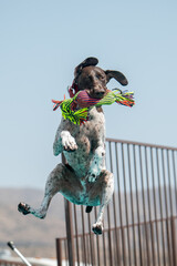 German shorthair pointer after catching a toy in the air
