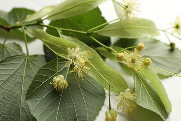 Fototapeta premium Beautiful linden flowers and leaves on white wooden table, closeup
