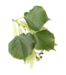 Fototapeta premium Linden branch with beautiful flowers and leaves isolated on white