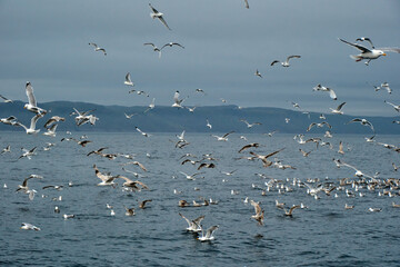 
seagulls over the sea