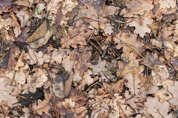 Autumnal oak leaves, in various shades of brown and yellow